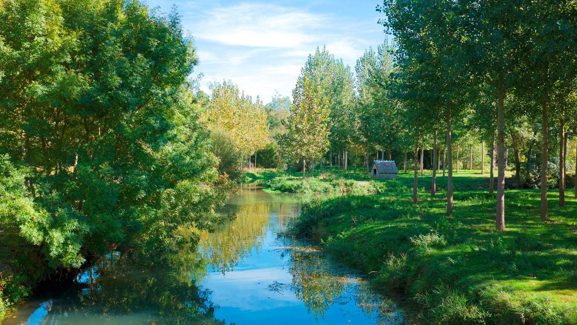 Clean water with the green trees