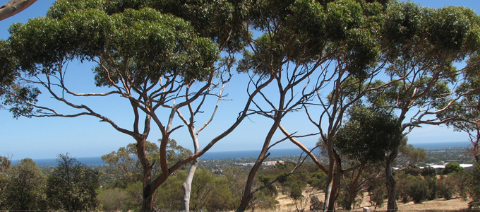 Tree ribbon